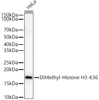 DiMethyl-Histone H3-K36 Rabbit Polyclonal Antibody