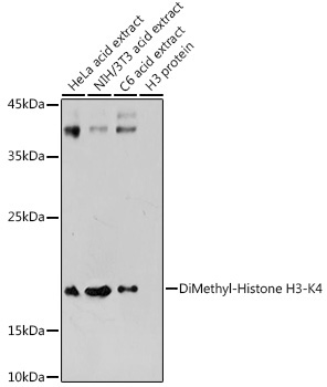 DiMethyl-Histone H3-K4 Rabbit Polyclonal Antibody