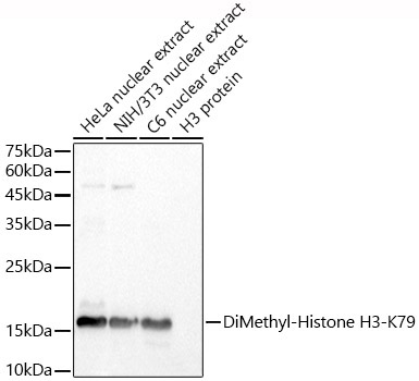 DiMethyl-Histone H3-K79 Rabbit Polyclonal Antibody