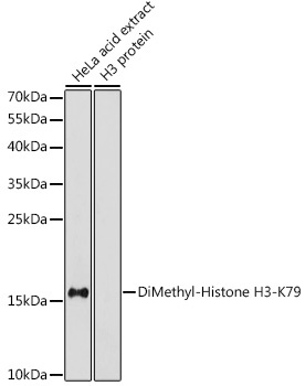 DiMethyl-Histone H3-K79 Rabbit Polyclonal Antibody