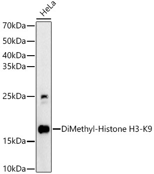 DiMethyl-Histone H3-K9 Rabbit Polyclonal Antibody