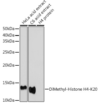 DiMethyl-Histone H4-K20 Rabbit Polyclonal Antibody