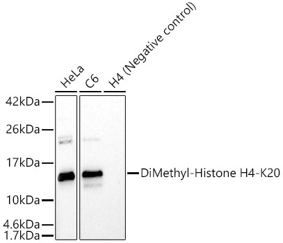 DiMethyl-Histone H4-K20 Rabbit Polyclonal Antibody