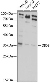 DIO3 Rabbit Polyclonal Antibody