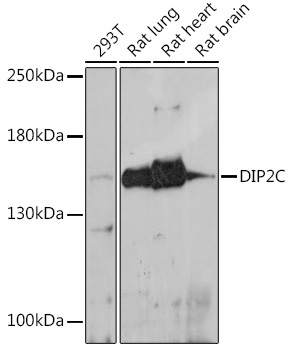 DIP2C Rabbit Polyclonal Antibody