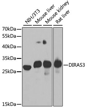 DIRAS3 Rabbit Polyclonal Antibody