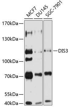 DIS3 Rabbit Polyclonal Antibody