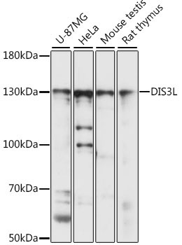 DIS3L Rabbit Polyclonal Antibody
