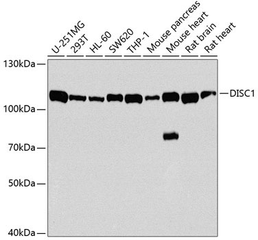 DISC1 Rabbit Polyclonal Antibody