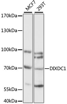 DIXDC1 Rabbit Polyclonal Antibody
