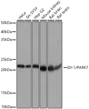 DJ-1/PARK7 Rabbit Monoclonal Antibody