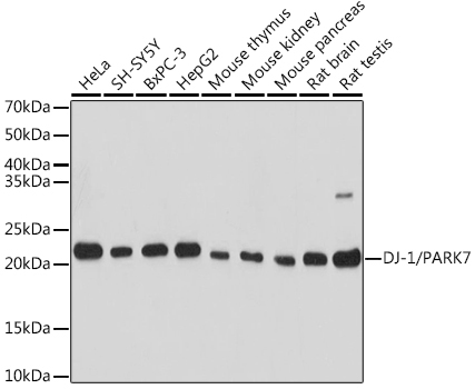 DJ-1/PARK7 Rabbit Polyclonal Antibody