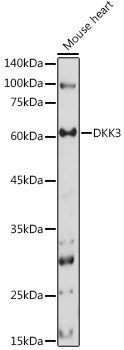 DKK3 Rabbit Polyclonal Antibody - Image 2