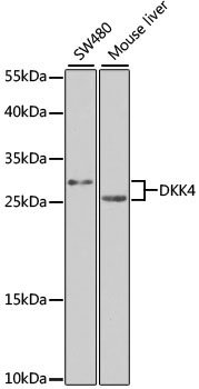 DKK4 Rabbit Polyclonal Antibody