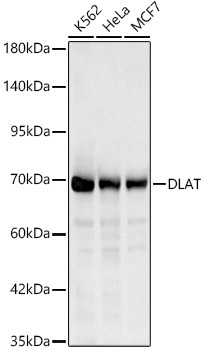 DLAT Rabbit Polyclonal Antibody