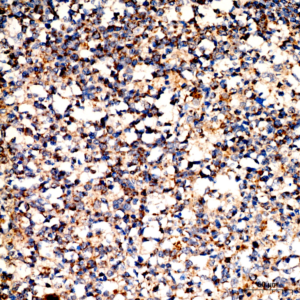 DLAT Rabbit Polyclonal Antibody - Image 4