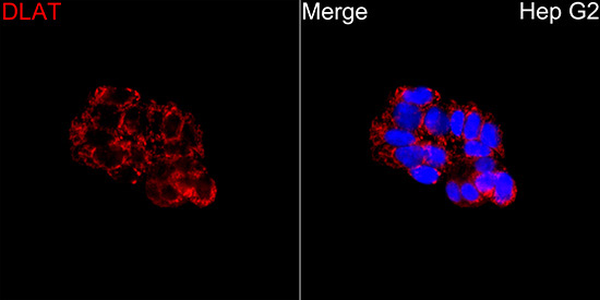DLAT Rabbit Polyclonal Antibody - Image 5