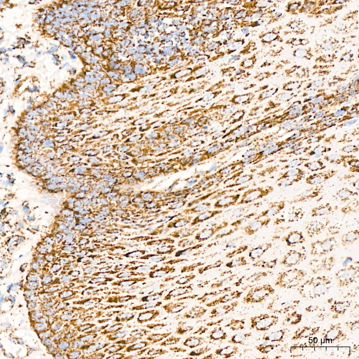 DLDH/DLD Rabbit Monoclonal Antibody - Image 4