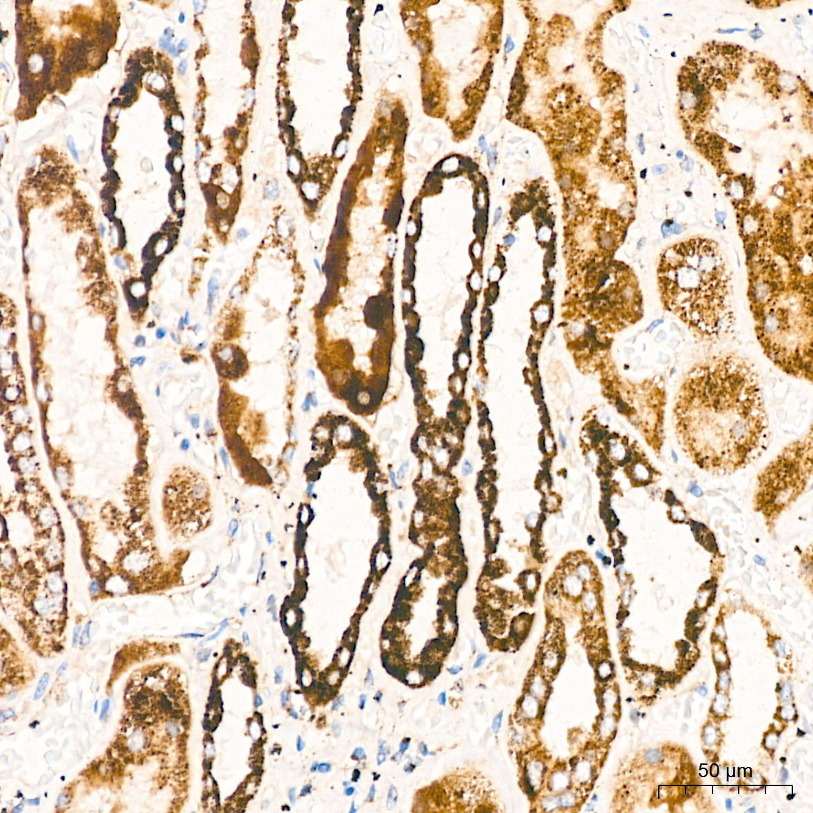 DLDH/DLD Rabbit Monoclonal Antibody - Image 5