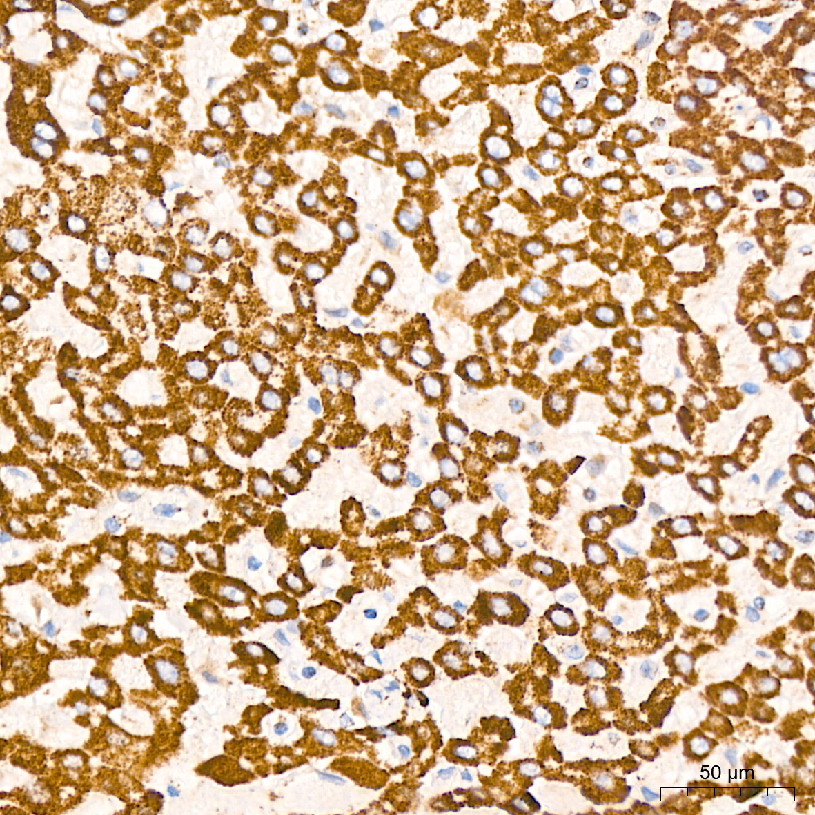 DLDH/DLD Rabbit Monoclonal Antibody - Image 6