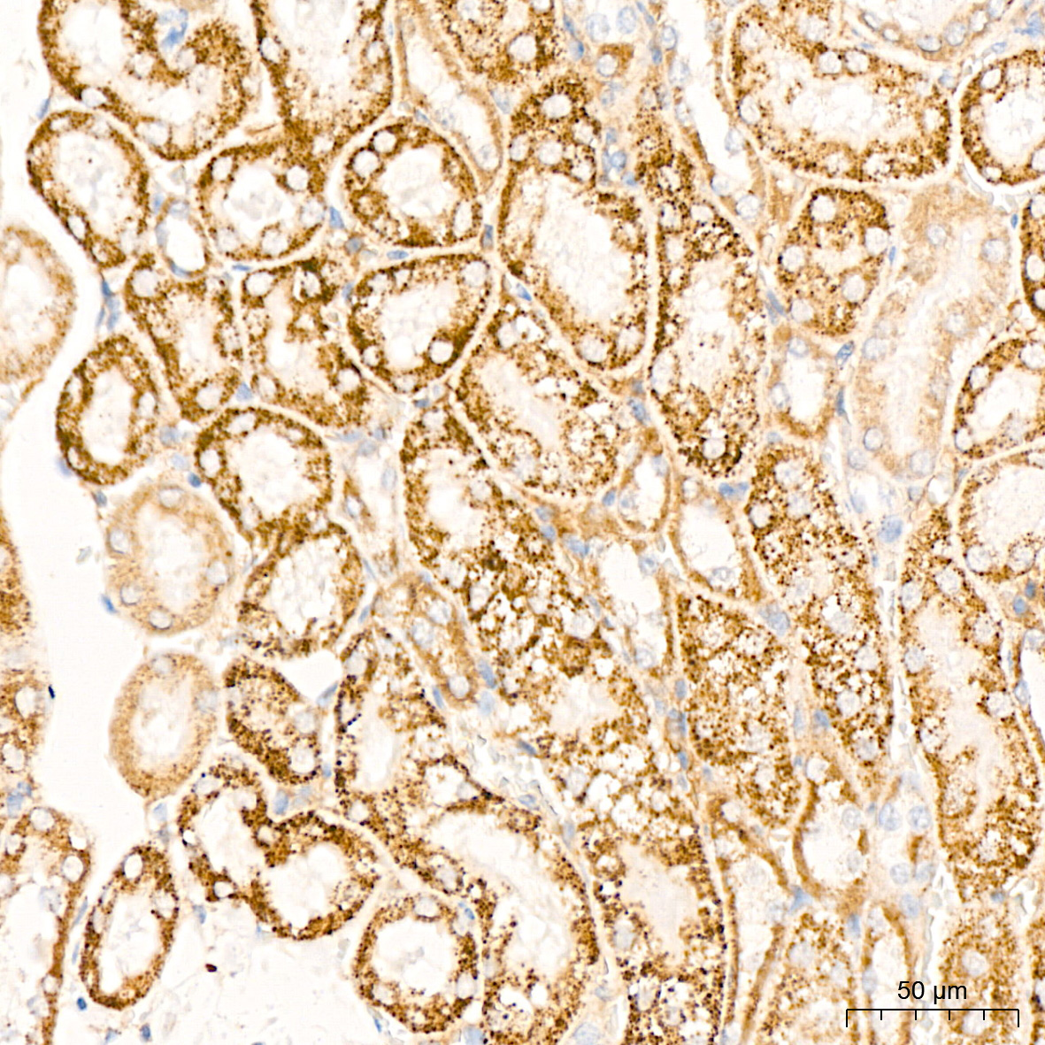 DLDH/DLD Rabbit Monoclonal Antibody - Image 8