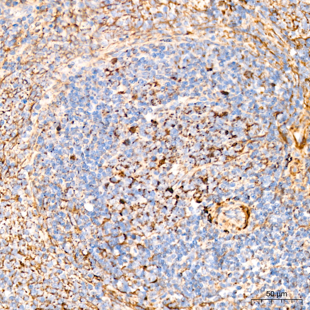 DLDH/DLD Rabbit Monoclonal Antibody - Image 9