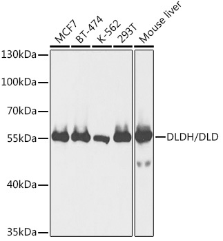 DLDH/DLD Rabbit Polyclonal Antibody