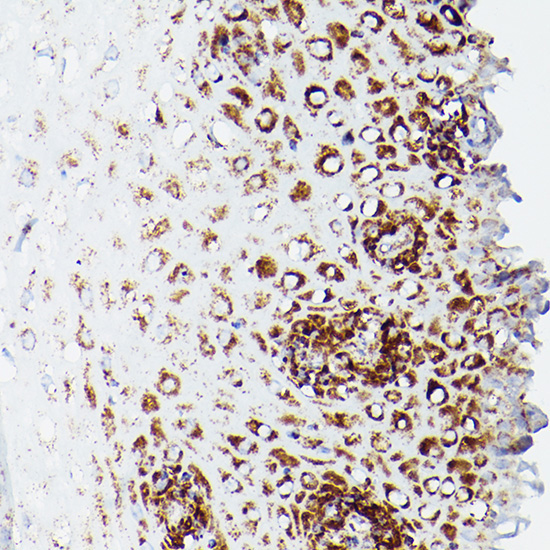 DLDH/DLD Rabbit Polyclonal Antibody - Image 3