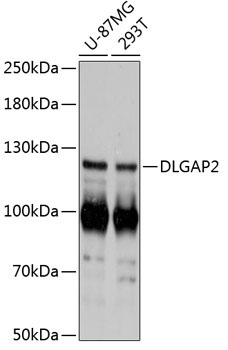 DLGAP2 Rabbit Polyclonal Antibody