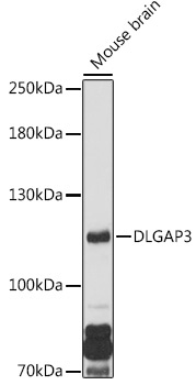 DLGAP3 Rabbit Polyclonal Antibody