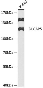 DLGAP5 Rabbit Polyclonal Antibody