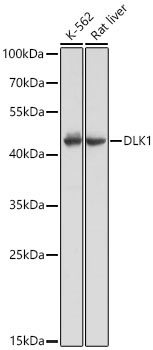 DLK1 Rabbit Polyclonal Antibody