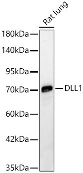 DLL1 Rabbit Polyclonal Antibody