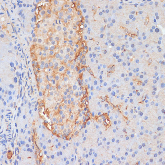 DLL1 Rabbit Polyclonal Antibody - Image 2
