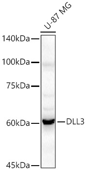 DLL3 Rabbit Polyclonal Antibody