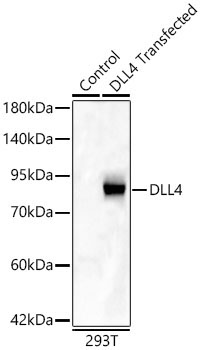 DLL4 Rabbit Polyclonal Antibody