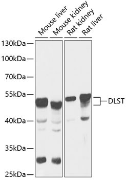 DLST Rabbit Polyclonal Antibody