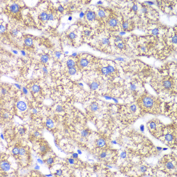 DLST Rabbit Polyclonal Antibody - Image 2