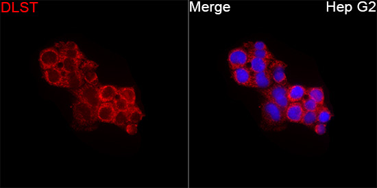 DLST Rabbit Polyclonal Antibody - Image 5
