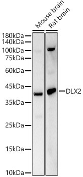DLX2 Rabbit Polyclonal Antibody