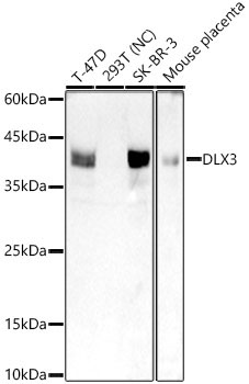 DLX3 Rabbit Monoclonal Antibody