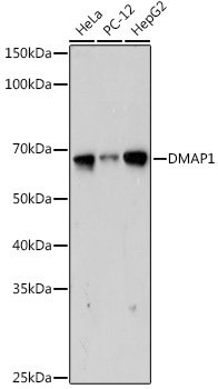 DMAP1 Rabbit Monoclonal Antibody