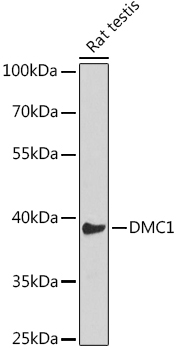 DMC1 Rabbit Polyclonal Antibody - Image 2