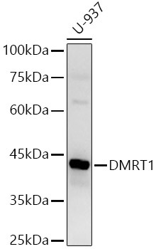 DMRT1 Rabbit Polyclonal Antibody