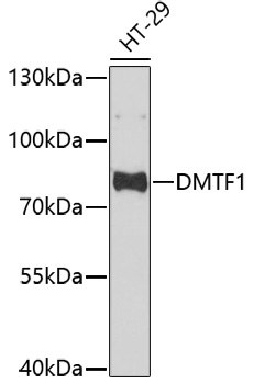 DMTF1 Rabbit Polyclonal Antibody