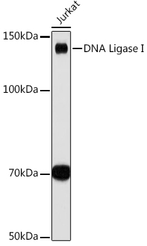 DNA Ligase I Rabbit Monoclonal Antibody