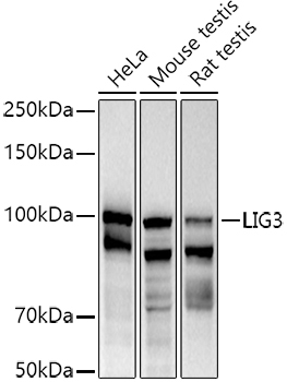 DNA Ligase III/LIG3 Rabbit Polyclonal Antibody