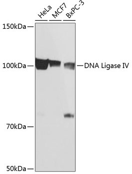 DNA Ligase IV Rabbit Monoclonal Antibody