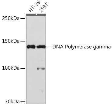 DNA Polymerase gamma Rabbit Monoclonal Antibody