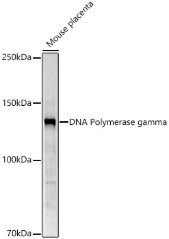 DNA Polymerase gamma Rabbit Polyclonal Antibody - Image 2